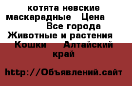 котята невские маскарадные › Цена ­ 18 000 - Все города Животные и растения » Кошки   . Алтайский край